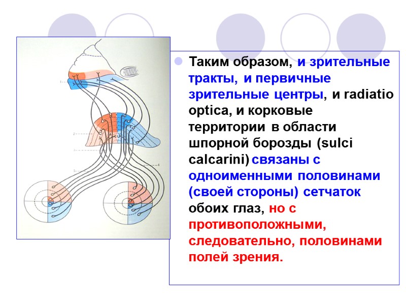 Таким образом, и зрительные тракты, и первичные зрительные центры, и radiatio optica, и корковые